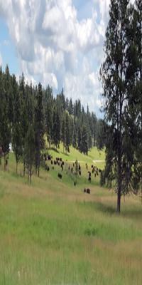 Custer, Wildlife Loop Road