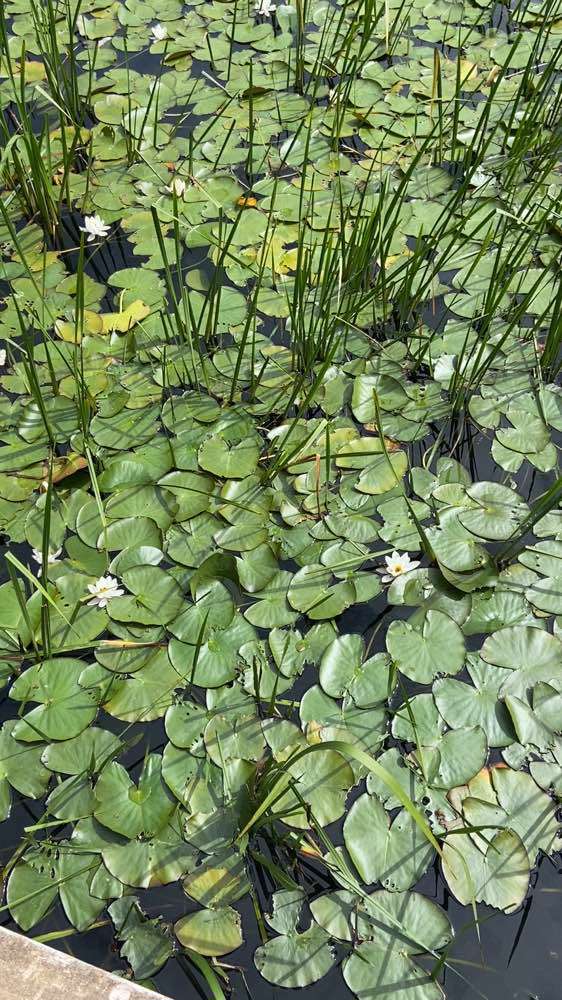 Pembroke, Bosherston Lily Ponds