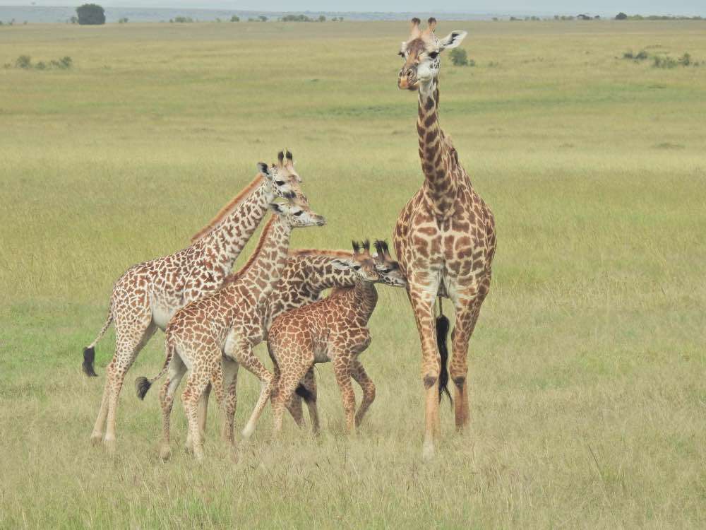 Maasai Mara, Maasai Mara National Reserve