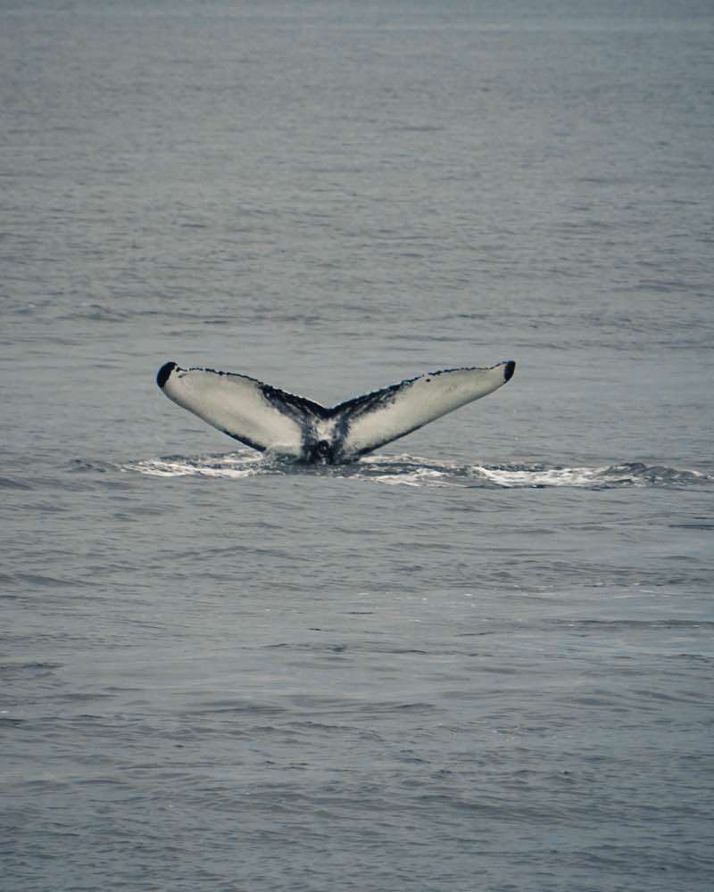 Unknown, Whale Watching Akureyri