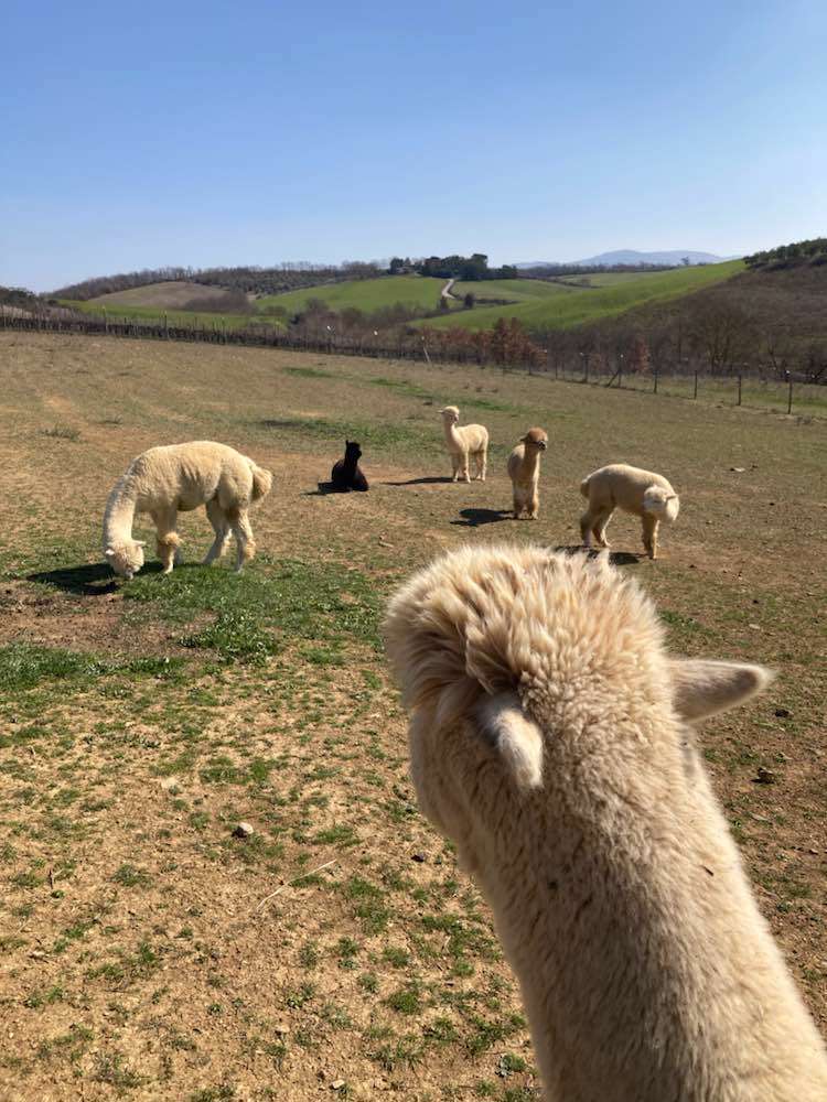 Sasso D'ombrone, Allevamento Albus Alpacas