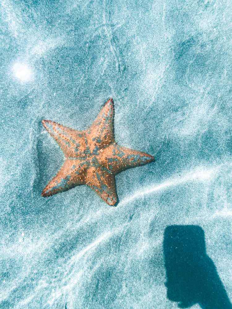 Bocas del Toro, Starfish Beach