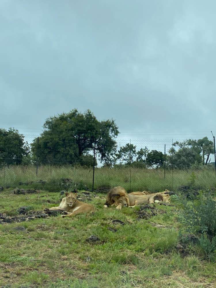 Broederstroom, Lion & Safari Park