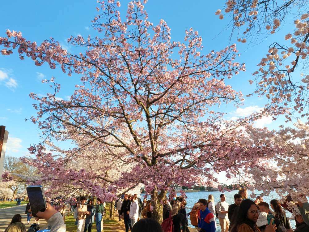 Washington, Cherry Blossoms
