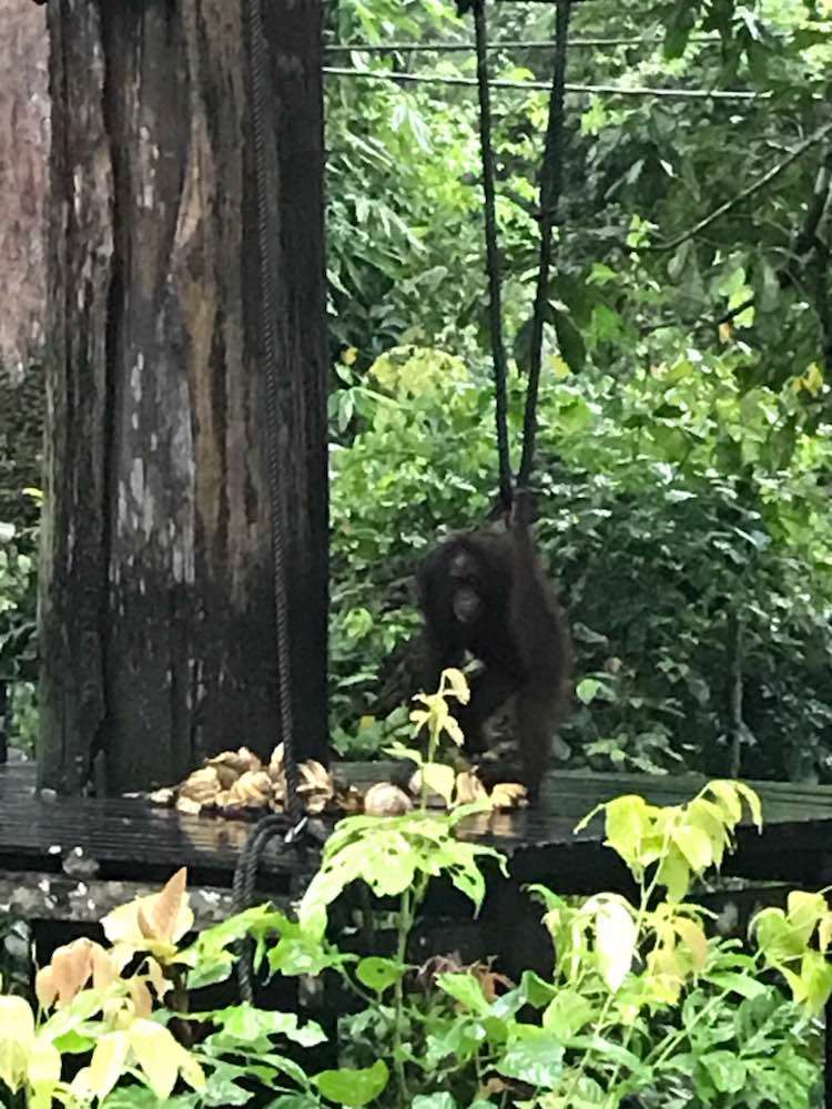 Sandakan, Sepilok Orangutan Rehabilitation Centre, Sandakan, Sabah.