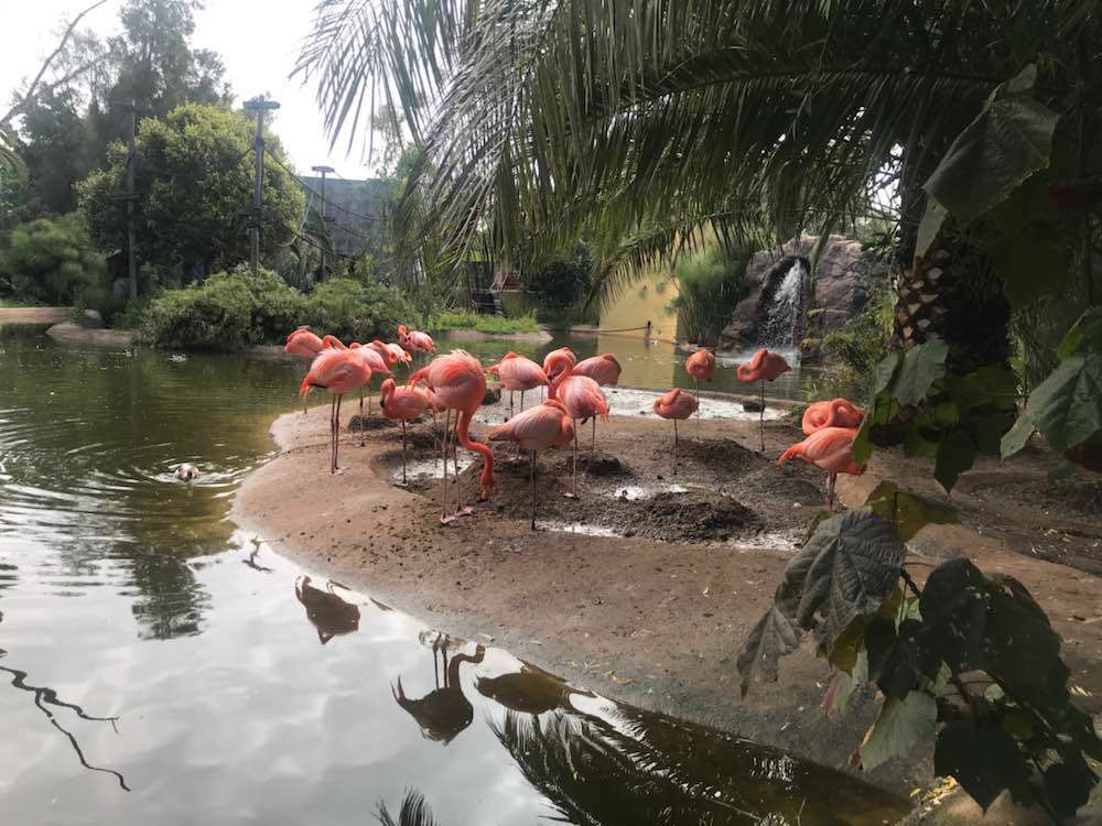 Barão de São João, Zoo de Lagos