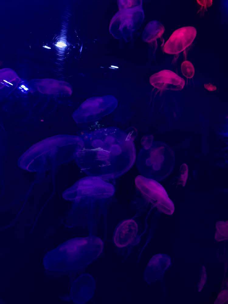 Dubai, Dubai Aquarium & Underwater Zoo