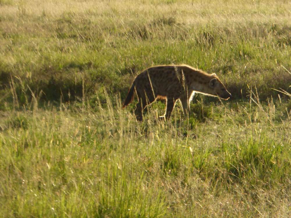 Maasai Mara, Maasai Mara National Reserve