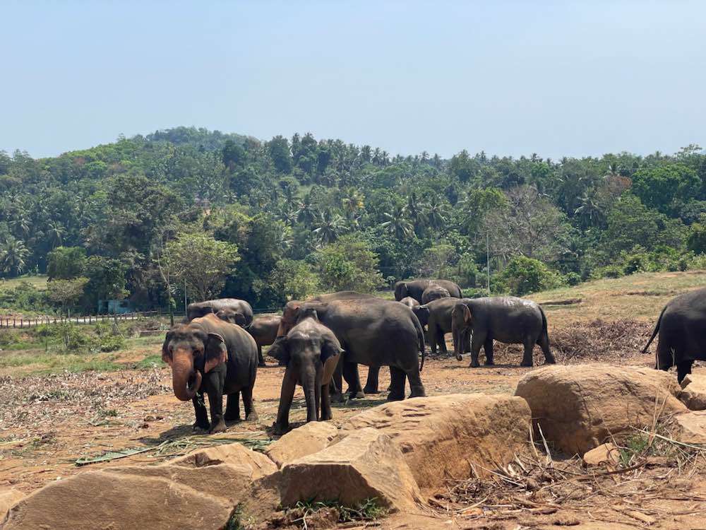 Rambukkana, Elephant Orphanage