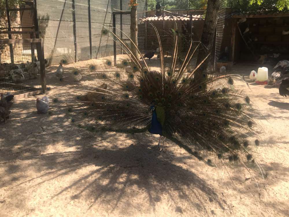 Barão de São João, Zoo de Lagos