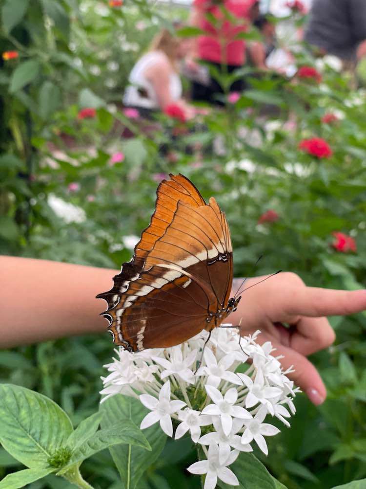 Put-in-Bay, Butterfly House