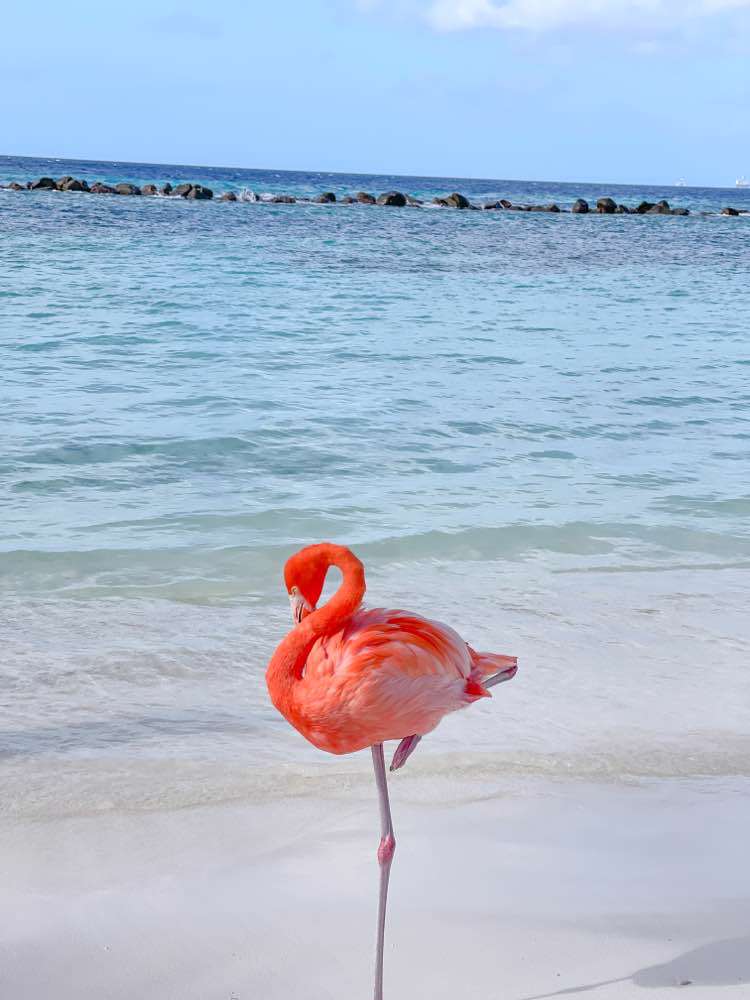Renaissance Hotel Island, Flamingo beach (Renaissance Hotel)