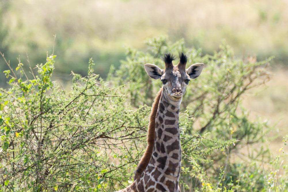 , Serengeti National Park