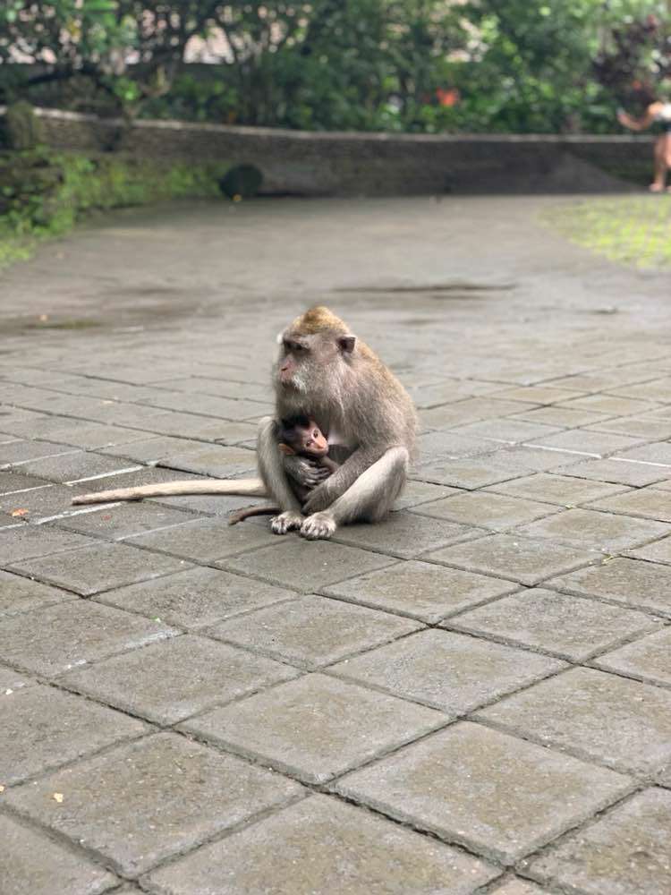 Gianyar, Sacred Monkey Forest Sanctuary (Mandala Suci Wenara Wana)