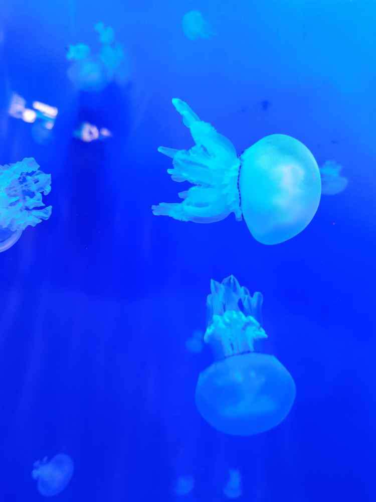 Genova, Aquarium of Genoa