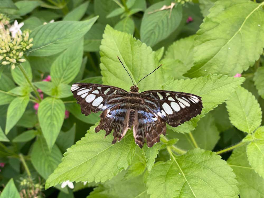 Put-in-Bay, Butterfly House