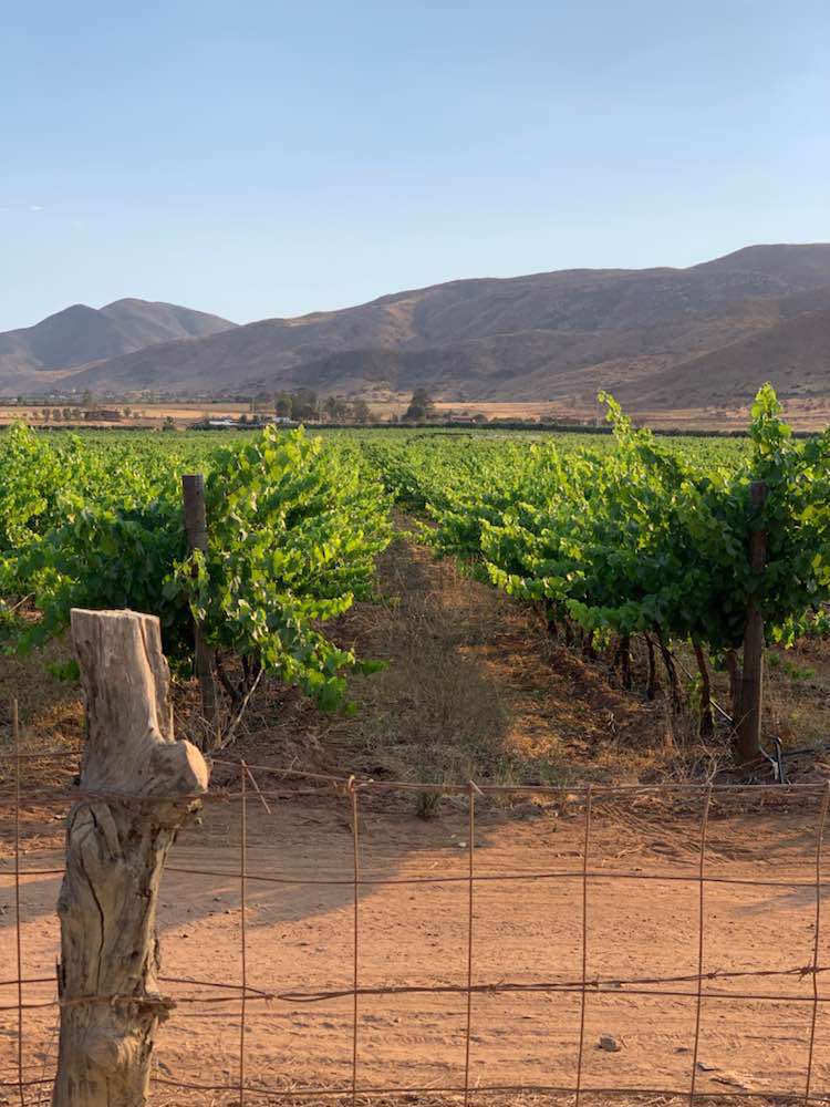 Valle de Guadalupe, Vena Cava Winery