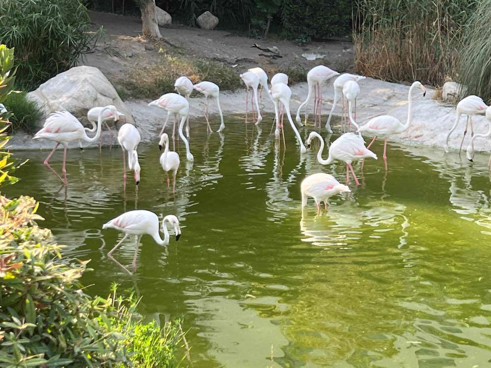 Baku, Baku Zoological Park