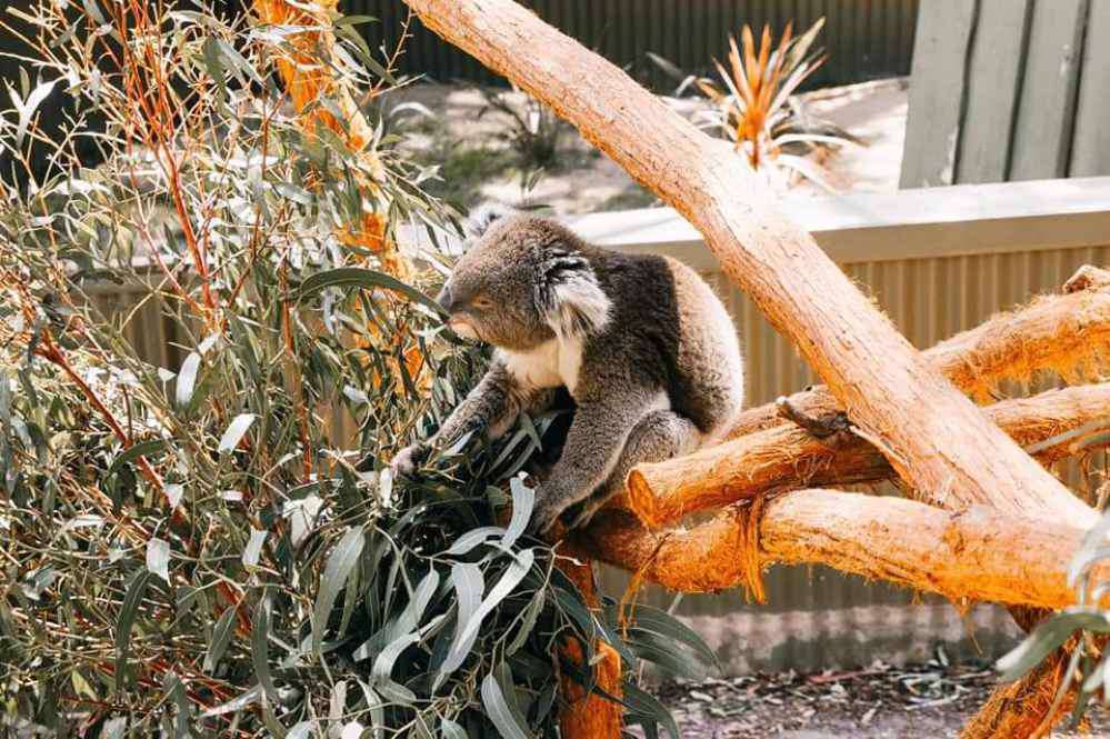 Bungarribee, Sydney Zoo