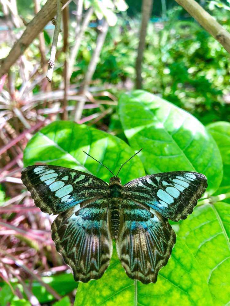 Noord, The Butterfly Farm Aruba N.V.