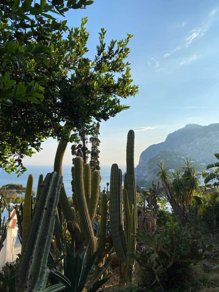 Capri, Limoni Di Capri