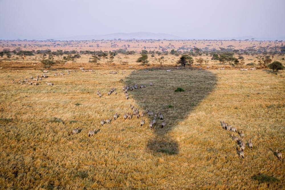 Unknown, Serengeti National Park