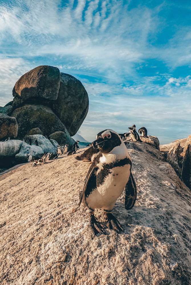 Cape Town, Boulders Penguin Colony