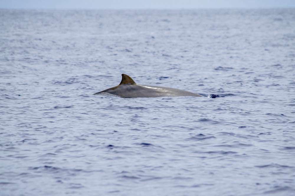 Estreito da Calheta, Lobosonda - Madeira Whale Watching