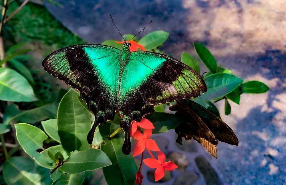 Kabupaten Tabanan, Bali Butterfly Park