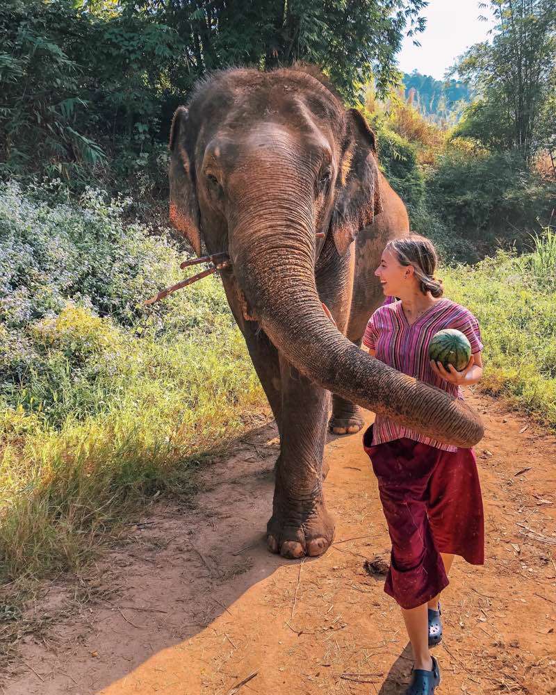 Unknown, Happy Elephant Home