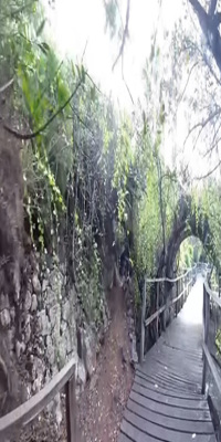 San Cristobal, mangrove-lined boardwalk path 