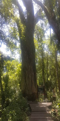 Cape Town, the Big Tree
