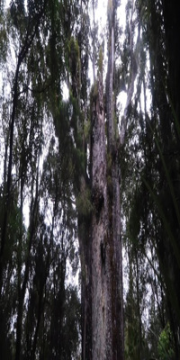 Auckland, waipoua forest